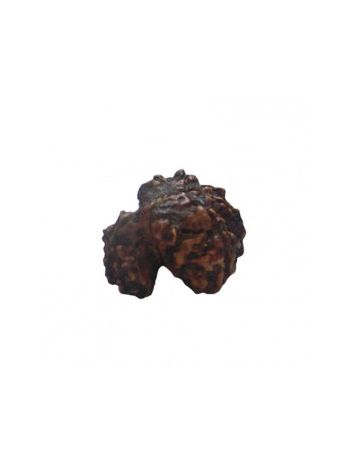 GARBH GAURI RUDRAKSHA With Certificate (RUGGP-031)- (NEPAL)
