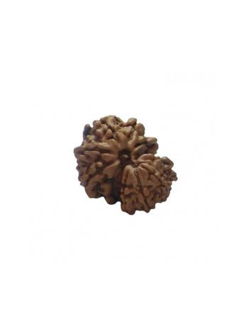 GARBH GAURI RUDRAKSHA With Certificate (RUGGP-033)- (NEPAL)
