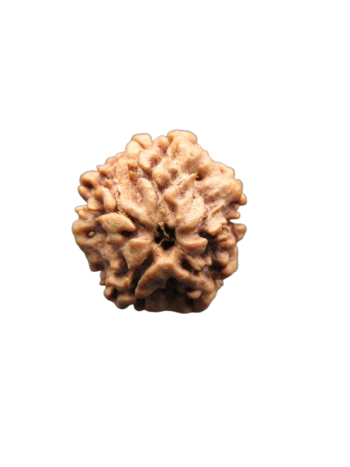 Nirmukhi-Rudraksha