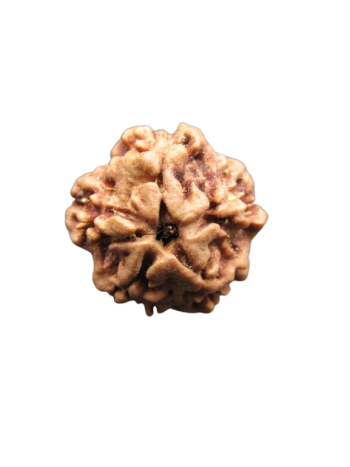 Nirmukhi / 0 Mukhi Energized Real Rudraksha, Certified Original Bead From Nepal (RUR00-007)