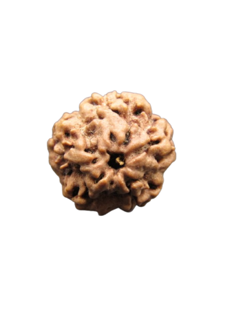 Nirmukhi-Rudraksha
