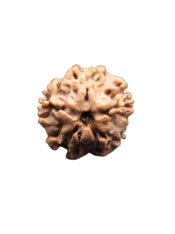 Original (0 Mukhi) Nirmukhi Energized Real Rudraksha With Certificate (NEPAL) (RUR00-012)