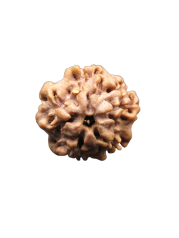 Nirmukhi-Rudraksha