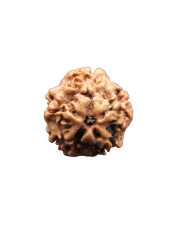 Authentic Nirmukhi / 0 Mukhi Nepali Rudraksha Bead - Certified and Energized (RUR00-015)