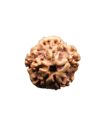 Nirmukhi-Rudraksha