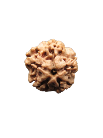 Authentic Nepalese Nirmukhi (0 Mukhi) Rudraksha Certified and Energized (RUR00-017)