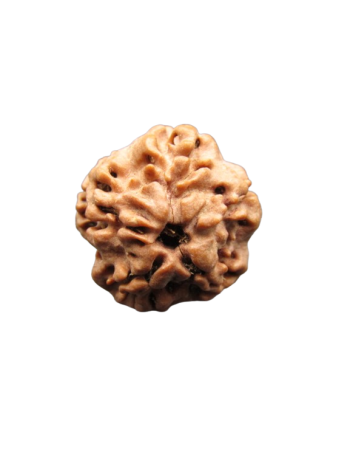Pure Nirmukhi (Unfaced) Energized Real Rudraksha with Certificate (Nepal) (RUR00-019)