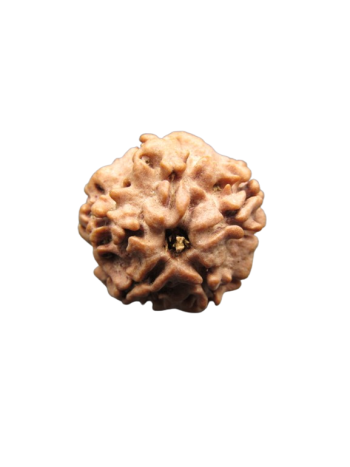 0 Mukhi (Nirmukhi) Original Energized Rudraksha with Certificate (Nepal) (RUR00-020)