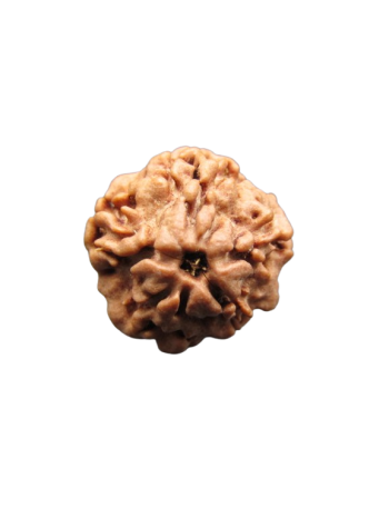 Nirmukhi-Rudraksha