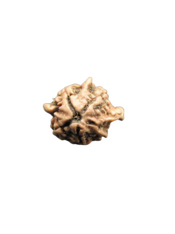 Tri-Medha-Ganesh-Rudraksha-5-Mukhi