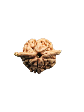 Dwi-Medha-Ganesh-Rudraksha-5-Mukhi