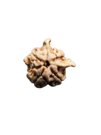 Dwi-Medha-Ganesh-Rudraksha-4-Mukhi