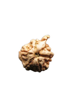 Dwi-Medha-Ganesh-Rudraksha-6-Mukhi