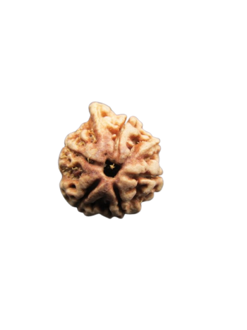 Dwi-Medha-Ganesh-Rudraksha-5-Mukhi