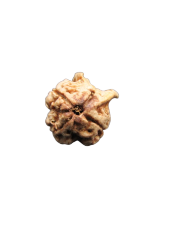 Dwi-Medha-Ganesh-Rudraksha-4-Mukhi