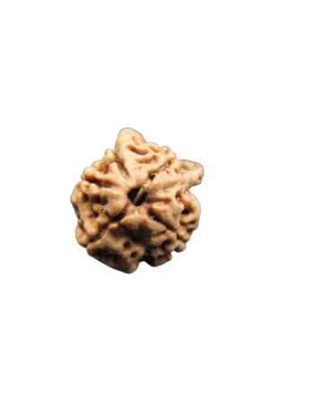 Dwi-Medha-Ganesh-Rudraksha-5-Mukhi