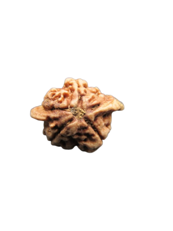 Dwi-Medha-Ganesh-Rudraksha-5-Mukhi