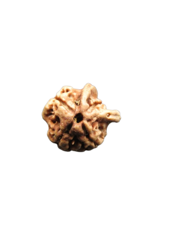 Dwi-Medha-Ganesh-Rudraksha-4-Mukhi