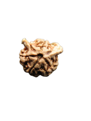Dwi-Medha-Ganesh-Rudraksha-5-Mukhi