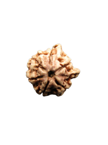 Dwi-Medha-Ganesh-Rudraksha-6-Mukhi