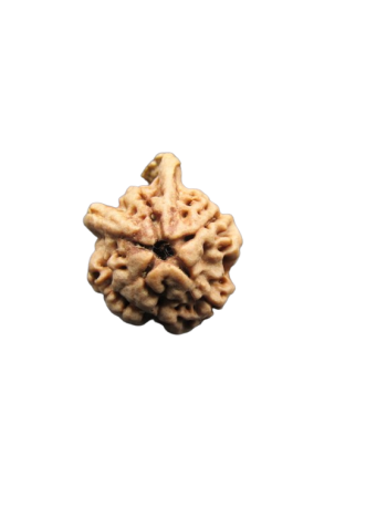 Dwi-Medha-Ganesh-Rudraksha-4-Mukhi