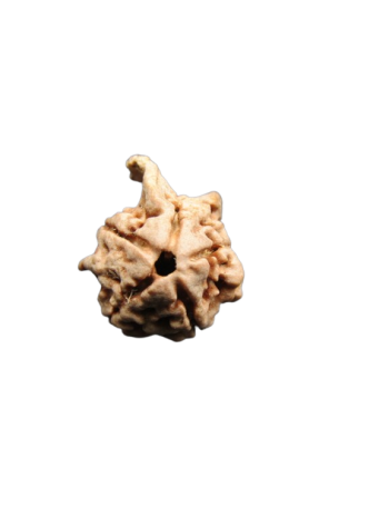 Dwi-Medha-Ganesh-Rudraksha-5-Mukhi
