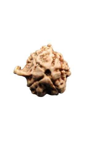 Dwi-Medha-Ganesh-Rudraksha-5-Mukhi
