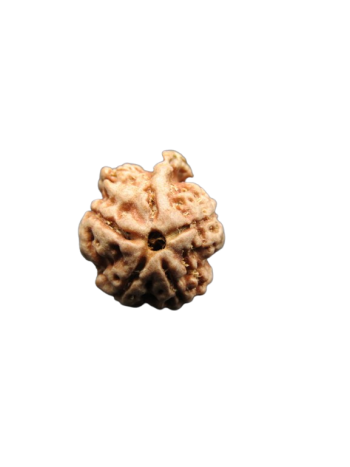 Dwi-Medha-Ganesh-Rudraksha-4-Mukhi
