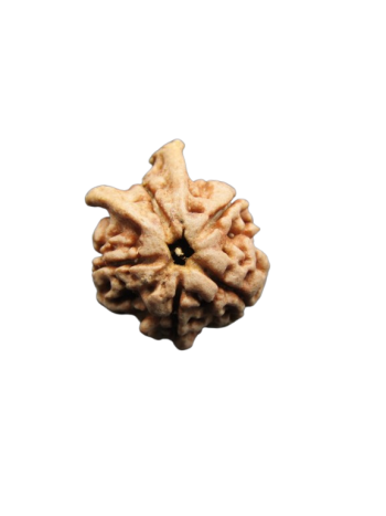 Dwi-Medha-Ganesh-Rudraksha-5-Mukhi