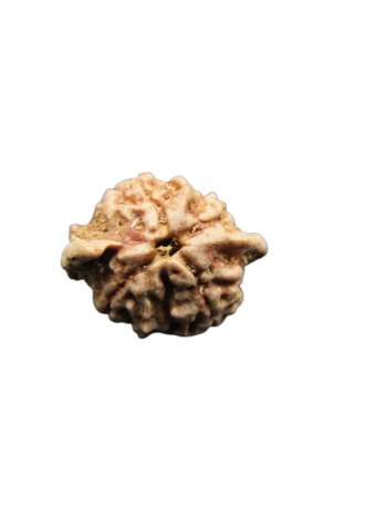 Dwi-Medha-Ganesh-Rudraksha-4-Mukhi