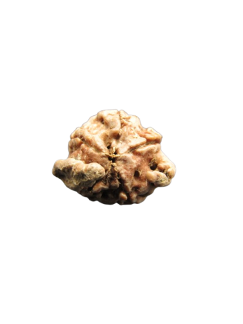 Dwi-Medha-Ganesh-Rudraksha-5-Mukhi