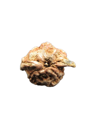 Dwi-Medha-Ganesh-Rudraksha-5-Mukhi