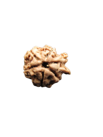 Dwi-Medha-Ganesh-Rudraksha-5-Mukhi