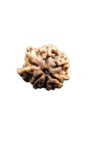 Dwi-Medha-Ganesh-Rudraksha-5-Mukhi