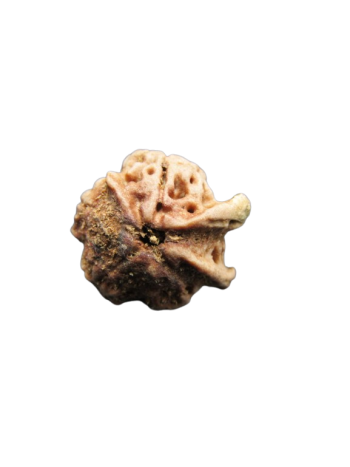 Dwi-Medha-Ganesh-Rudraksha-5-Mukhi