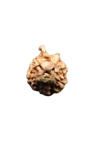 Dwi-Medha-Ganesh-Rudraksha-5-Mukhi
