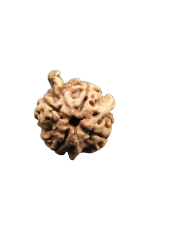Dwi-Medha-Ganesh-Rudraksha-4-Mukhi