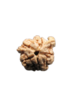 Dwi-Medha-Ganesh-Rudraksha-5-Mukhi