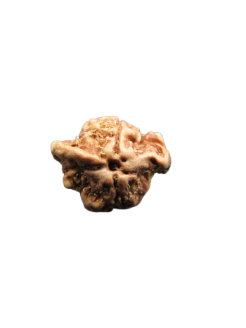 Dwi-Medha-Ganesh-Rudraksha-3-Mukhi