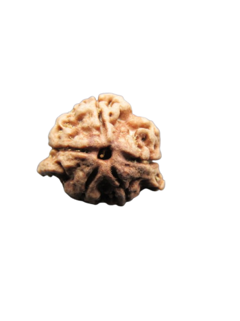Dwi-Medha-Ganesh-Rudraksha-5-Mukhi