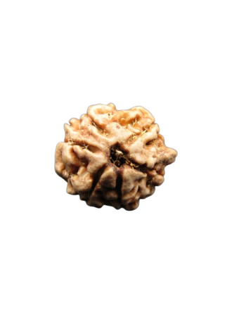 Dwi-Medha-Ganesh-Rudraksha-6-Mukhi