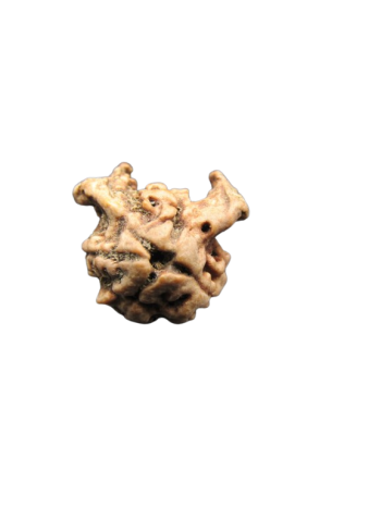 Dwi-Medha-Ganesh-Rudraksha-4-Mukhi
