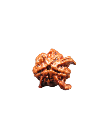 3-mukhi-tri-medha-ganesh-rudraksha