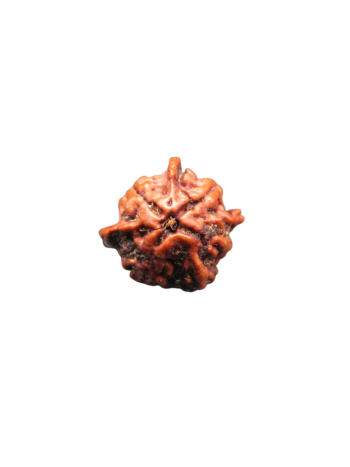 3-mukhi-tri-medha-ganesh-rudraksha