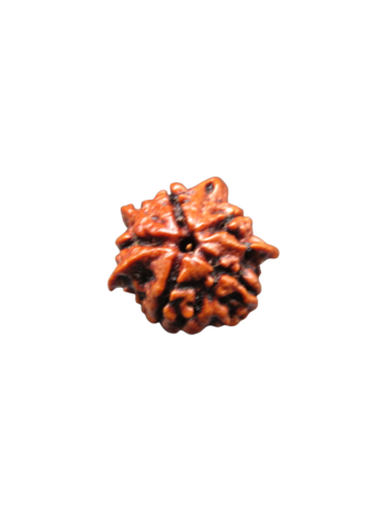 5-Mukhi-Chatur-Medha-Real-Rudraksha-Bead-Quadruple-Intellect-Fourfold-Medha-Rudraksha