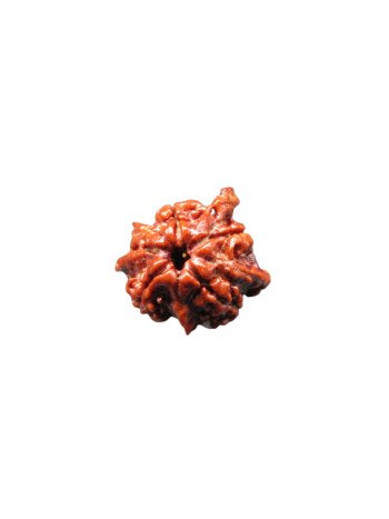 4-Mukhi-Chatur-Medha-Real-Rudraksha-Bead-Quadruple-Intellect-Fourfold-Medha-Rudraksha