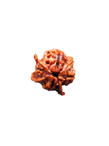4-Mukhi-Chatur-Medha-Real-Rudraksha-Bead-Quadruple-Intellect-Fourfold-Medha-Rudraksha