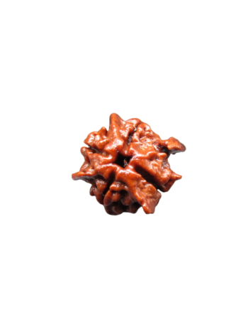 4-mukhi-tri-medha-ganesh-rudraksha