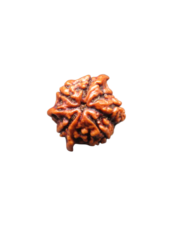 5-mukhi-tri-medha-ganesh-rudraksha