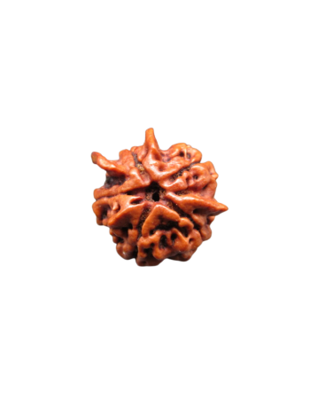 tri-medha-5-mukhi-ganesh-rudraksha